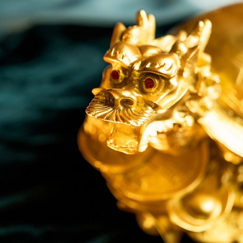 金龙龟 (大) 金龙龟 (大)